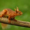 Red Squirrel On Branch paint by numbers