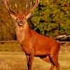 Red Stag Deer paint by numbers