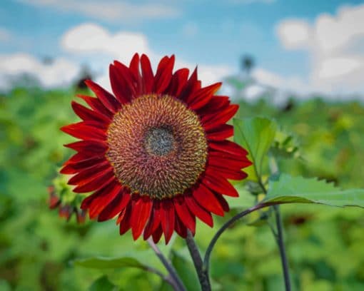 Red Sunflower Bloom paint by numbers