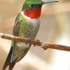 Ruby Throated Hummingbird paint by numbers