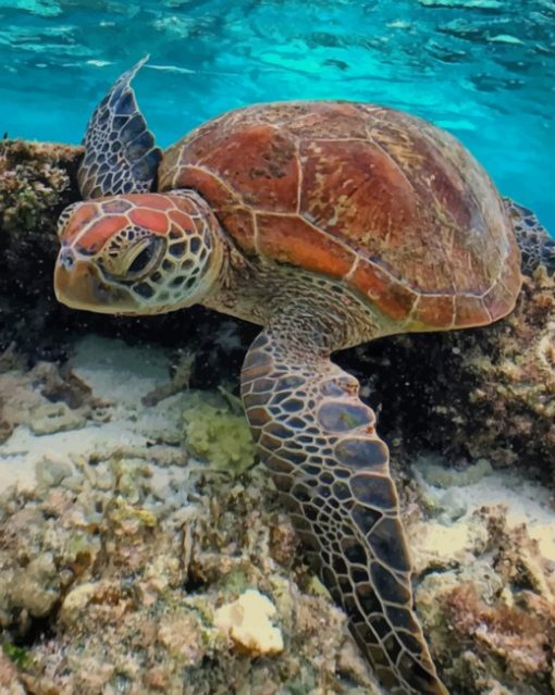 Sea Turtle In The Water paint by numbers