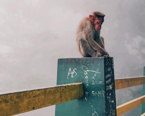 Snow Monkey In Japan paint by numbers