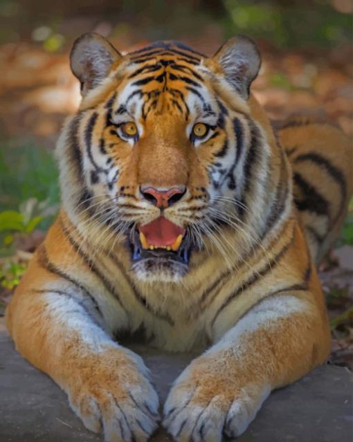 Tiger Looking With Open Mouth paint by numbers