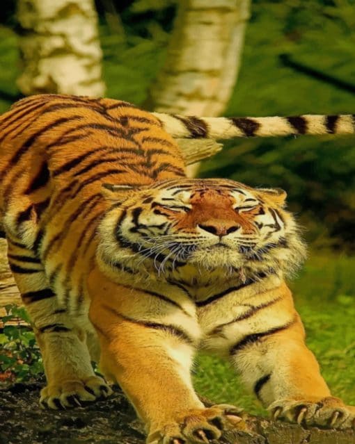 Tiger Stretching paint by numbers