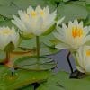 Water Lily Flowers paint by numbers