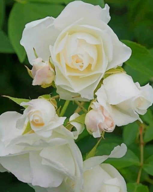 white Rosa 'KORbin' paint by numbers
