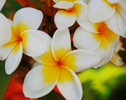 White And Yellow Flowers paint by numbers