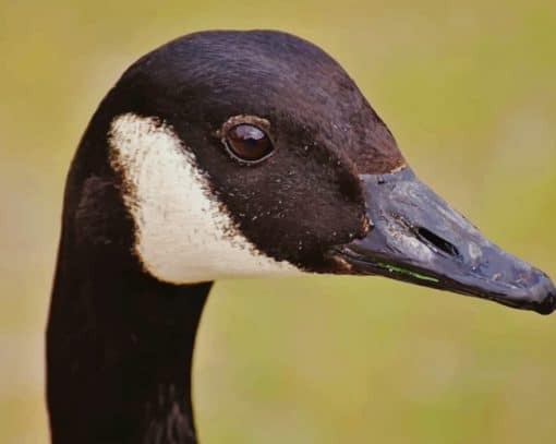 Wild Goose Water Bird paint by numbers