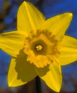 Yellow Daffodil Flower paint by numbers