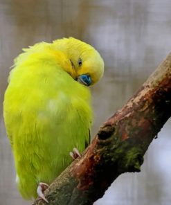 Yellow Feathered Wing Parrot paint by numbers