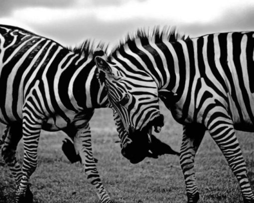 Two Zebras Clash paint by numbers