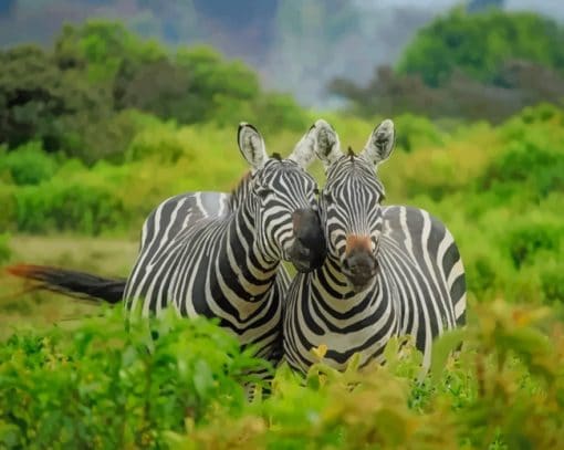 Two Zebras Close Up paint by numbers