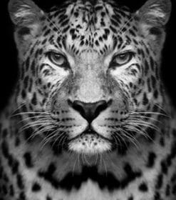 Black And White Leopard Paint by numbers