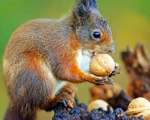 Acorn squirrel Paint By Numbers