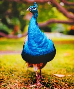 Blue Peafowl paint by numbers