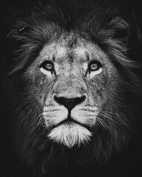 Black And White Lion Paint by numbers
