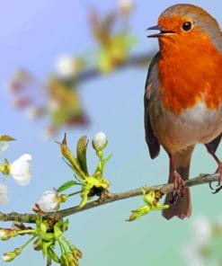 European Robin Paint By Numbers