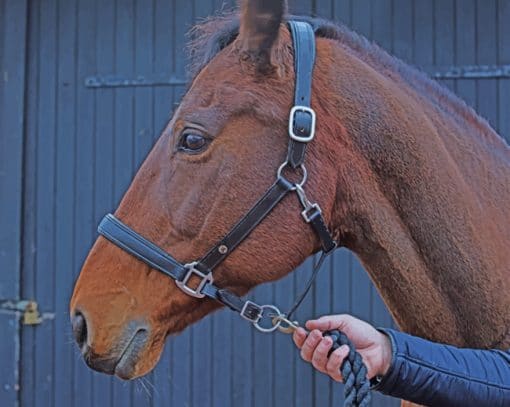 French Farm Horse paint by numbers