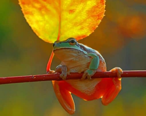 Frog On Stick paint by numbers