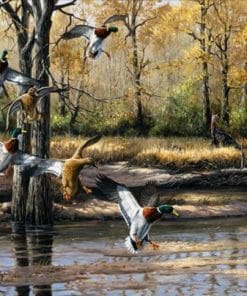 Wild Ducks Paint by numbers