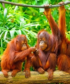 Orangutan Monkeys Paint By Numbers