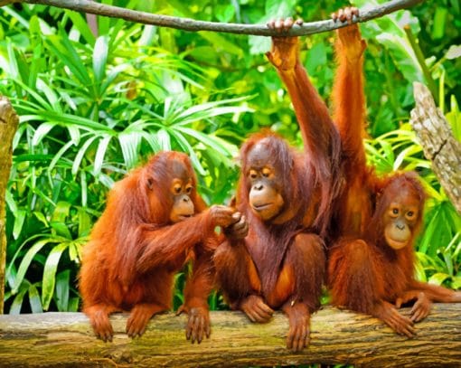 Orangutan Monkeys Paint By Numbers