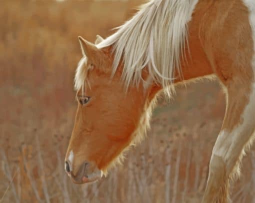 Pony Horse Grazing paint by numbers