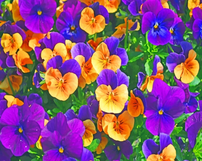 Purple And Yellow Pansies Paint By Numbers
