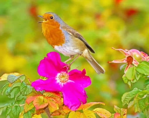 Robin On Red Flower Paint By Numbers