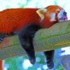 Sleeping Red Panda Lesser paint by numbers