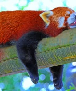 Sleeping Red Panda Lesser paint by numbers