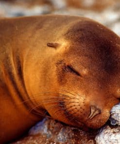 Sleepy Seal Animal paint by numbers