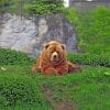 Wild Bear Sitting On Grass paint by numbers