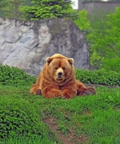 Wild Bear Sitting On Grass paint by numbers