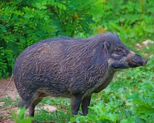 Wild Pig Species paint by numbers