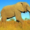 Giant African Elephant paint by numbers