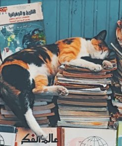 Cat Sleeping On Books paint by numbers
