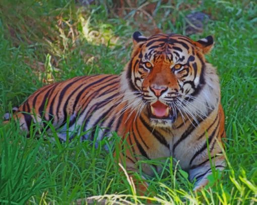 Tiger On The Grass paint by numbers