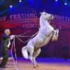 White Horse Performing At A Circus paint by numbers