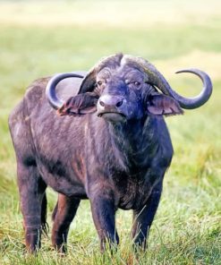 African Buffalo Animal African Buffalo Animal Paint by numbers