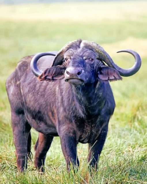 African Buffalo Animal African Buffalo Animal Paint by numbers