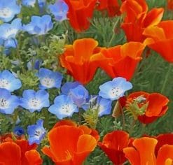 Red and Blue Poppy Flowers