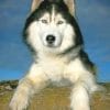 Siberian Husky Paint by numbers