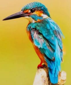The kingfisher Bird paint by number