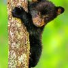 Black Bear Cub paint by numbers
