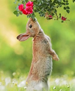 Cute Hare Paint by numbers