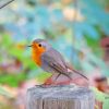 European Robin Paint by numbers