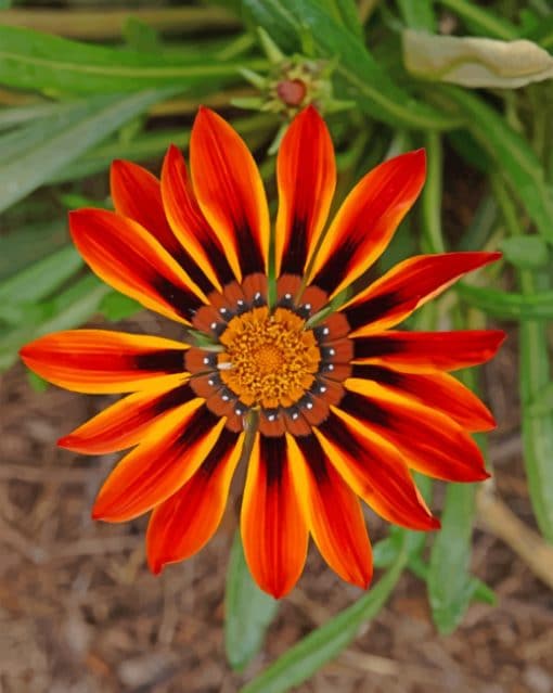 Gazania piant by numbers