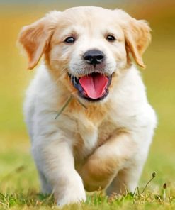 Happy Golden Puppy Paint by numbers