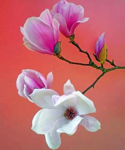 White And Pink Magnolia Flowers paint by numbers